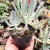 Cotyledon orbiculata pote 9