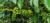 Imagem do banner rotativo Melo Lab Café