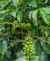 Imagem do banner rotativo Melo Lab Café