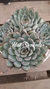 Echeveria Pulidonis Colonia. - tienda en línea