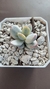 Cotyledon Orbiculata variegado en internet