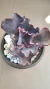 Echeveria Rulosa Purple..