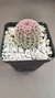 Echinocereus rigidissimus Rubispinus (cactus arcoiris)