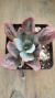 Echeveria Baron - comprar en línea