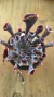 Imagen de Echeveria Trumper