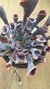Echeveria Trumper - idali suculentas