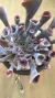 Echeveria Trumper - idali suculentas