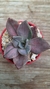 Graptoveria Albert Baines Variegada. - comprar en línea
