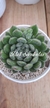 Echeveria Setosa - comprar en línea