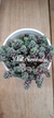Sedum Dasiphylum Major - comprar en línea