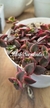 Crassula Marginalis Rubra Variegada en internet