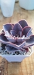 Echeveria Purple Pearl - comprar en línea