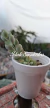 Cotyledon Pendes - idali suculentas