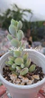 Cotyledon Pendes - comprar en línea