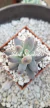 pachyphytum - comprar en línea