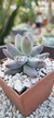 pachyphytum