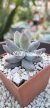 pachyphytum