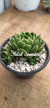 Echeveria Ernestina