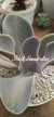 Echeveria Magnífica
