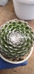 Sempervivum Spider