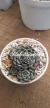 Echeveria Halbingeri Walther en internet