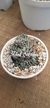 Echeveria Halbingeri Walther - comprar en línea
