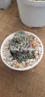 Echeveria Halbingeri Walther - comprar en línea