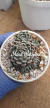 Echeveria Halbingeri Walther