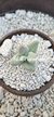 Pachyphytum - comprar en línea