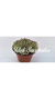 Sempervivum