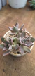 Graptopetalum Mexican