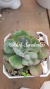 Echeveria Rain Drops en internet