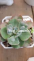 Echeveria Rain Drops - comprar en línea