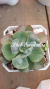 Echeveria Rain Drops