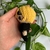 CHAVEIRO AMIGURUMI | One Piece - Sanji - comprar online