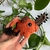 CHAVEIRO AMIGURUMI | Chainsaw Man - Pochita na internet