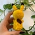 CHAVEIRO AMIGURUMI | Pokémon - Pikachu na internet