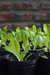 Plantin de lechuga X1