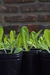 Plantin de lechuga X50 - comprar online