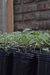 Plantín de tomate X1 - comprar online