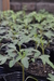 Plantín de tomáte X50 - comprar online