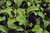 Plantín de rúcula X1 - comprar online