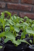 Plantin de rúcula X5