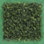 Boxwood