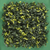 Menta