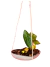 VASO CUIA CORAÇÃO500 SUSPENSO C/SISAL 300ML MINI ORQUÍDEA SUCULENTA - comprar online