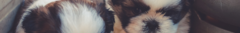 Banner de la categoría MASCOTAS 