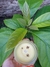 Vela de Cera de Soja Aroma Vainilla Coco Presentación 100 cc - comprar online