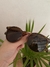 Lentes - comprar online