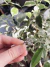 Anillo Hojitas con Cubik en internet